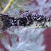 Dalmatian Molly