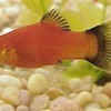 Red Wagtail Platy