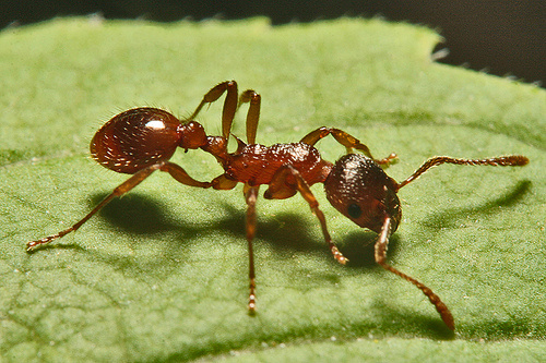 Ant