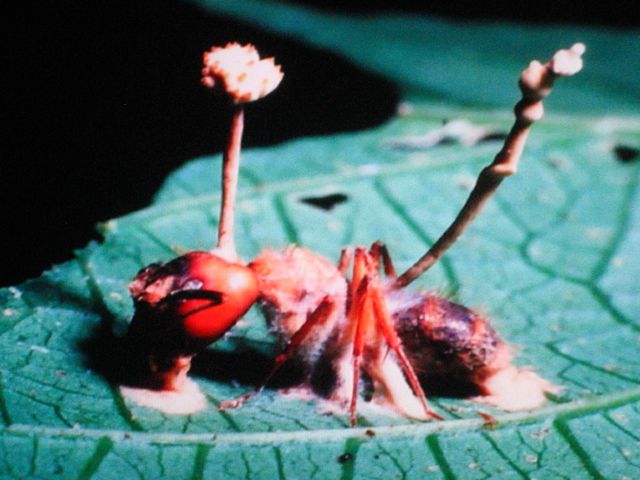 antfungus