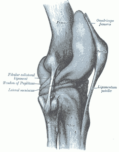 Gray-351-Knee The human knee