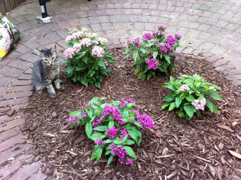 Toasty enjoying our local flora