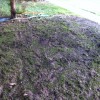 Our lawn after one week