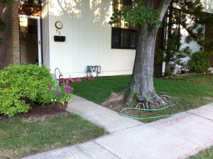 Our lawn after 1.5 weeks of growth, view 1
